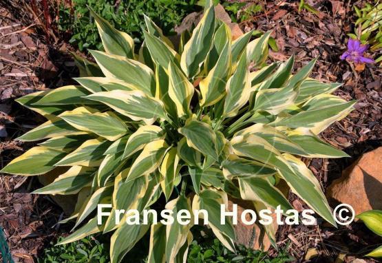 Hosta Lakeside Dragonfly