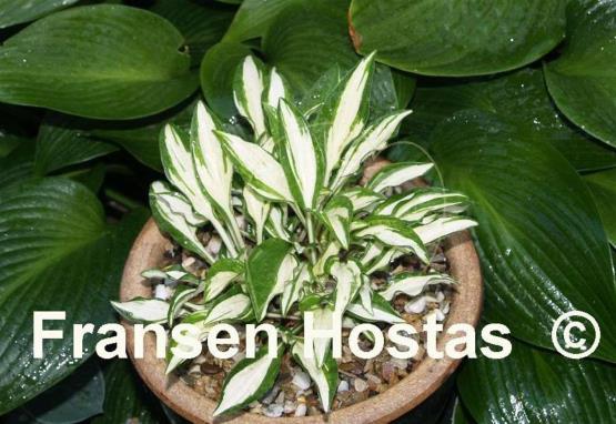 Hosta Lakeside Elfin Fire