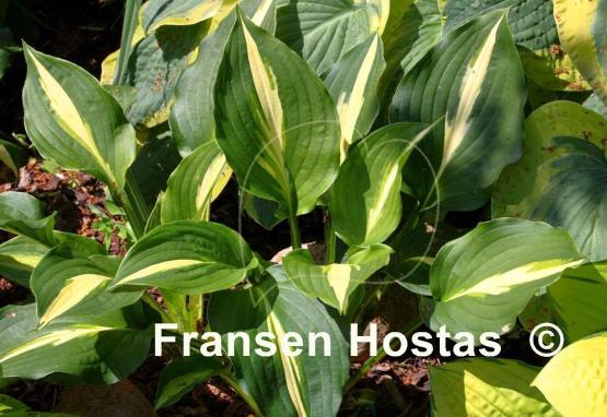 Hosta Lakeside Fruit Loops