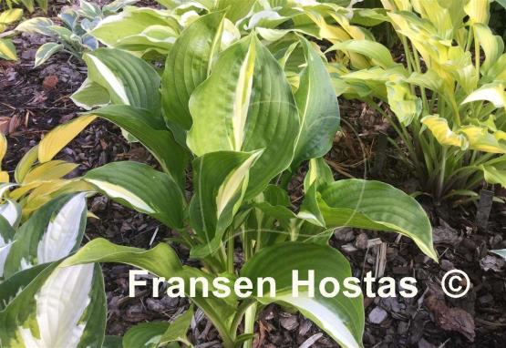 Hosta Lakeside Fruit Loops