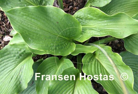 Hosta Lakeside Grandee