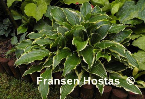 Hosta Lakeside Hoola Hoop