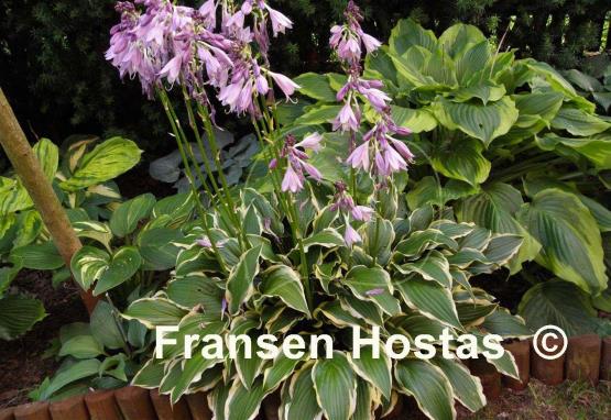 Hosta Lakeside Hoola Hoop
