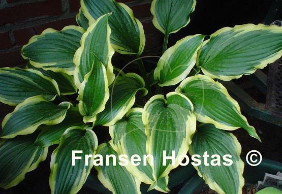 Hosta Lakeside Hoola Hoop