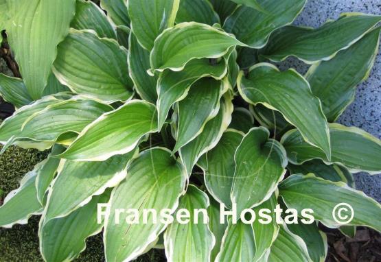 Hosta Lakeside Hoola Hoop