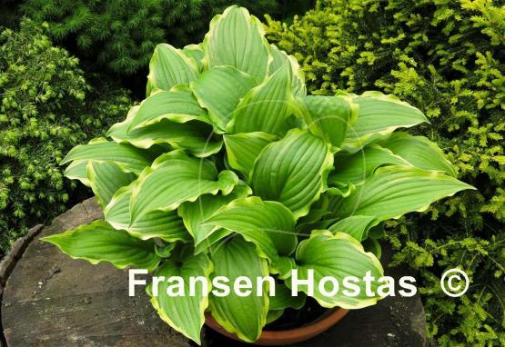 Hosta Lakeside Hoola Hoop