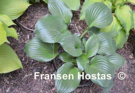 Hosta Lakeside Iron Man