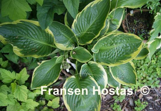 Hosta Lakeside Jazzy Jane