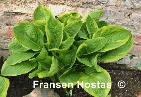 Hosta Lakeside Jazzy Jane