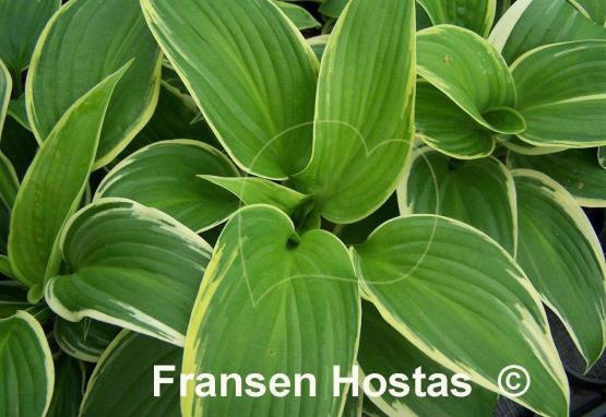 Hosta Lakeside Keepsake