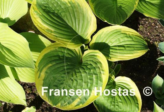 Hosta Lakeside Keepsake