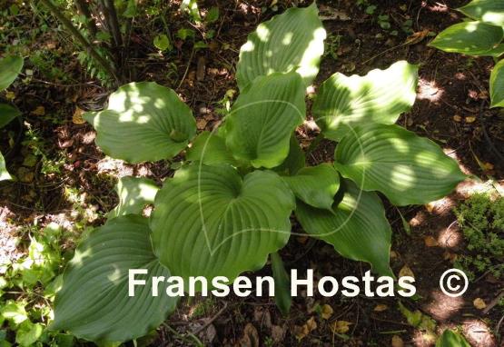 Hosta Lakeside Khum Kaw