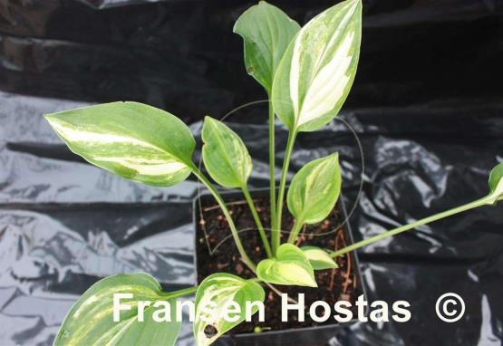 Hosta Lakeside Knickknack