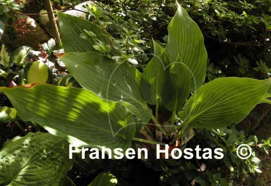 Hosta Lakeside Lagoon