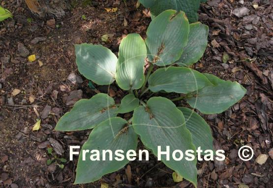 Hosta Lakeside Lagoon