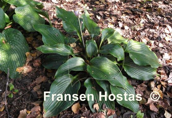 Hosta Lakeside Lagoon