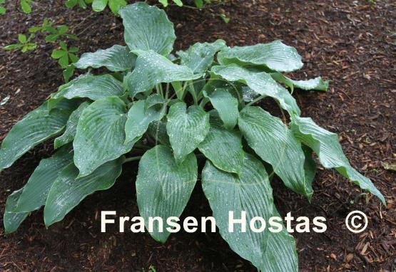 Hosta Lakeside Lagoon