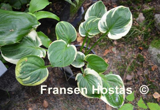 Hosta Lakeside Legal Tender