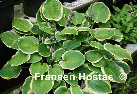 Hosta Lakeside Legal Tender