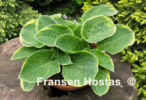 Hosta Lakeside Legal Tender