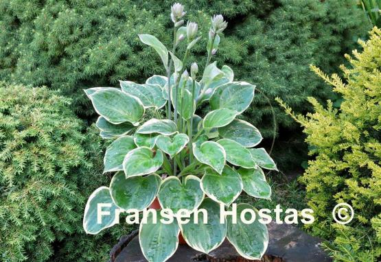 Hosta Lakeside Legal Tender