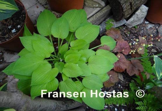 Hosta Lakeside Lime Time
