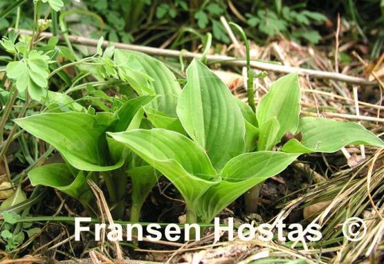 Hosta Lakeside Little Gem