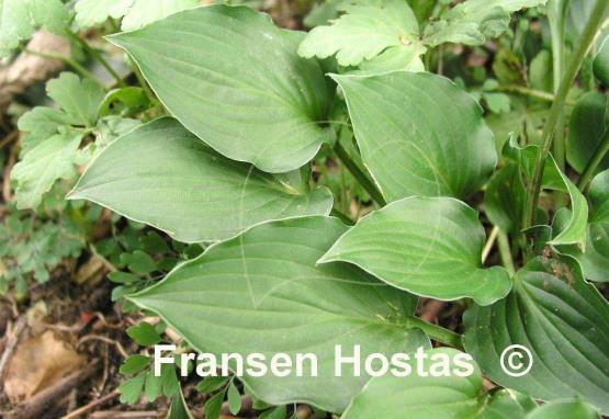 Hosta Lakeside Little Gem