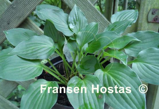 Hosta Lakeside Little Gem