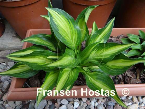 Hosta%20Lakeside-Little-Tuft-photo-made-