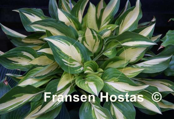 Hosta Lakeside Little Tuft