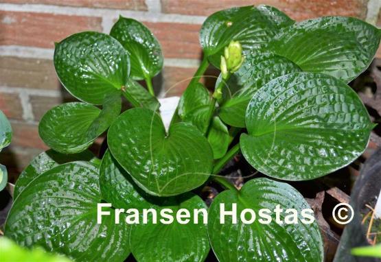 Hosta Lakeside Lollipop