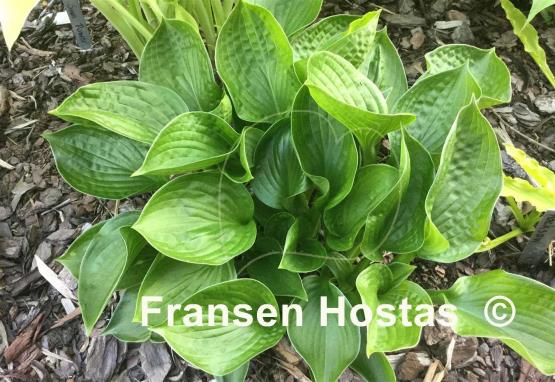 Hosta Lakeside Lollipop