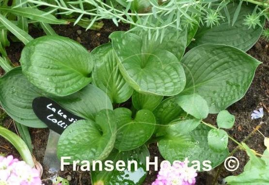 Hosta Lakeside Lollipop