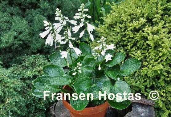 Hosta Lakeside Lollipop