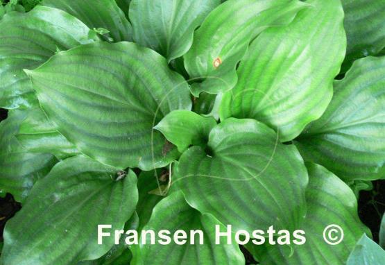 Hosta Lakeside Looking Glass