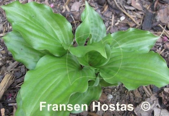 Hosta Lakeside Looking Glass