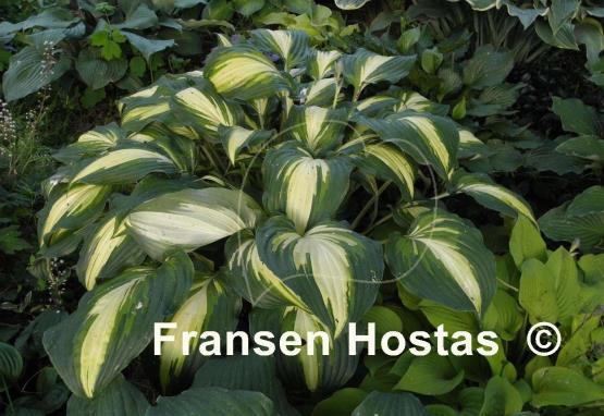 Hosta Lakeside Love Affaire