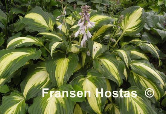 Hosta Lakeside Love Affaire