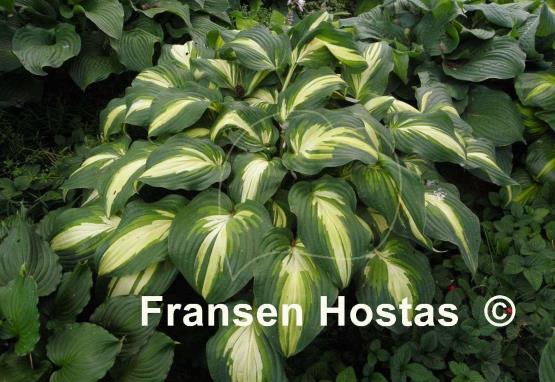 Hosta Lakeside Love Affaire
