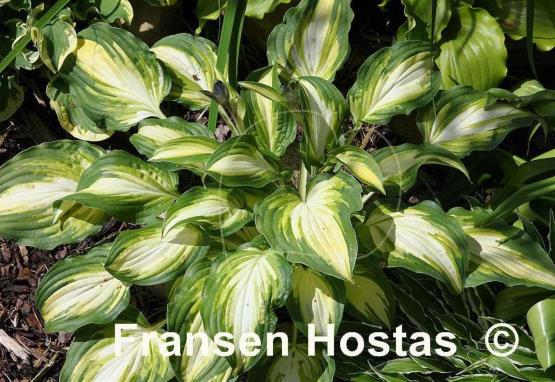 Hosta Lakeside Love Affaire