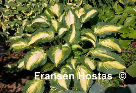 Hosta Lakeside Love Affaire