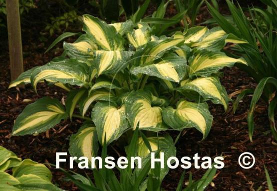 Hosta Lakeside Love Affaire