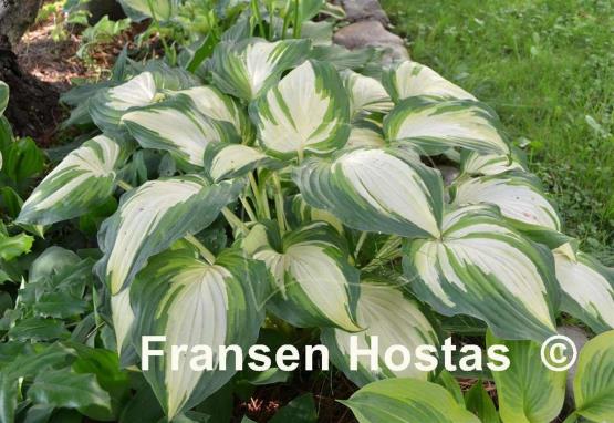 Hosta Lakeside Love Affaire