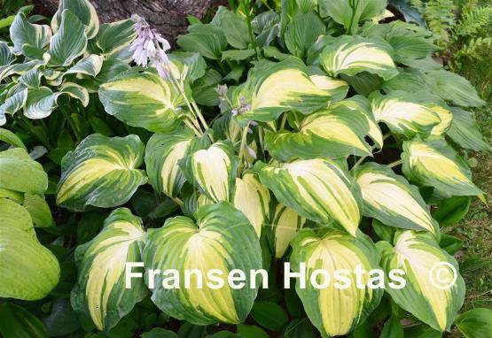 Hosta Lakeside Love Affaire