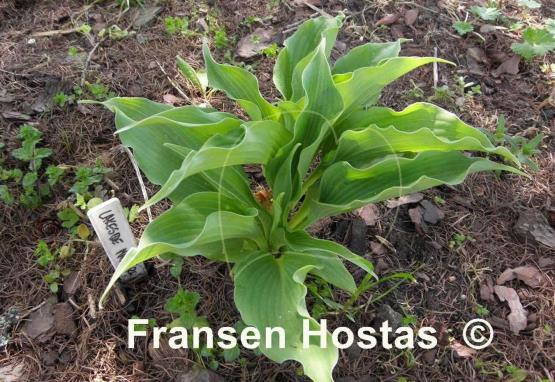 Hosta Lakeside Maestro