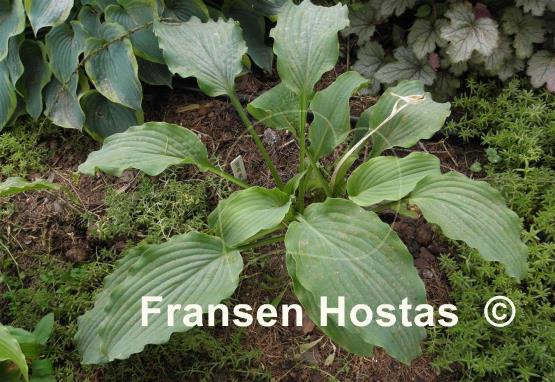 Hosta Lakeside Maestro