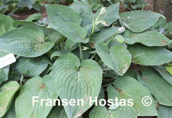 Hosta Lakeside Main Man