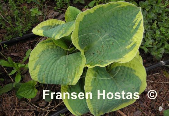 Hosta Lakeside Masterpiece