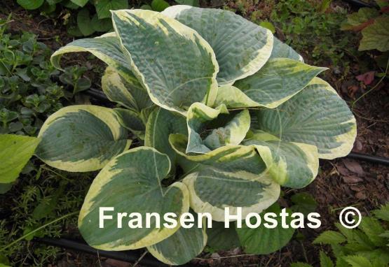 Hosta Lakeside Masterpiece